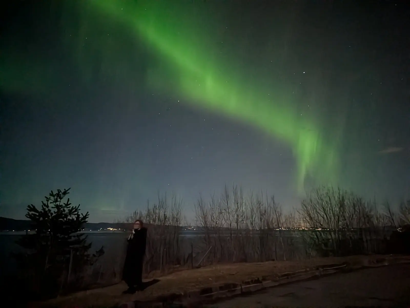 Stars shining through trees in the dark sky outside Trondheim